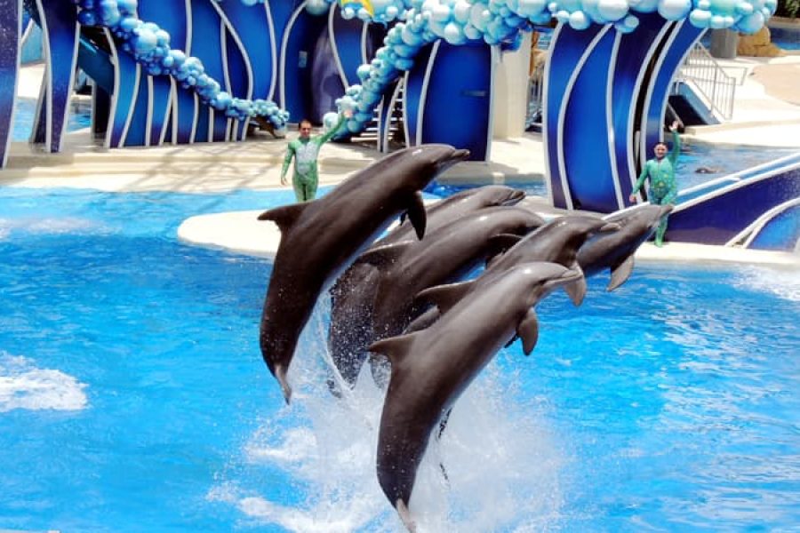 Dubai Dolphin Show
