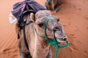 camel ride dubai